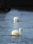 SX25755 Mute swans (Cygnus olor) in Cardiff Bay.jpg